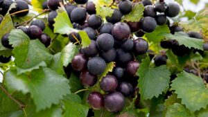 New Innovations on the Grow for Muscadine Grapes