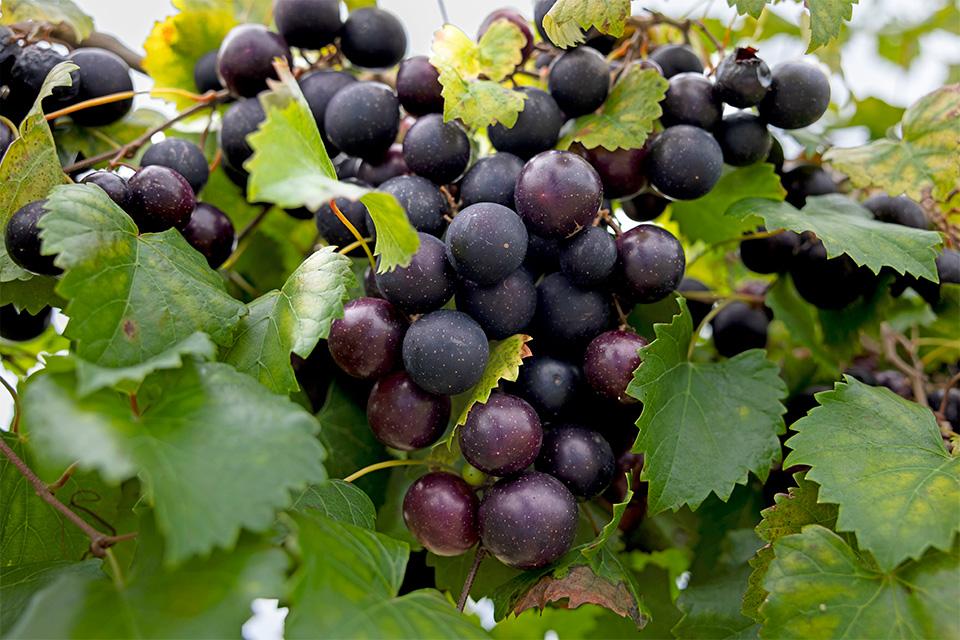 New Innovations on the Grow for Muscadine Grapes