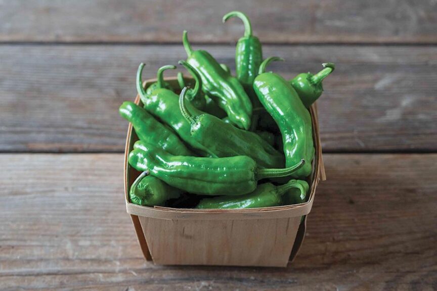 Paisan (Johnny's Selected Seeds)