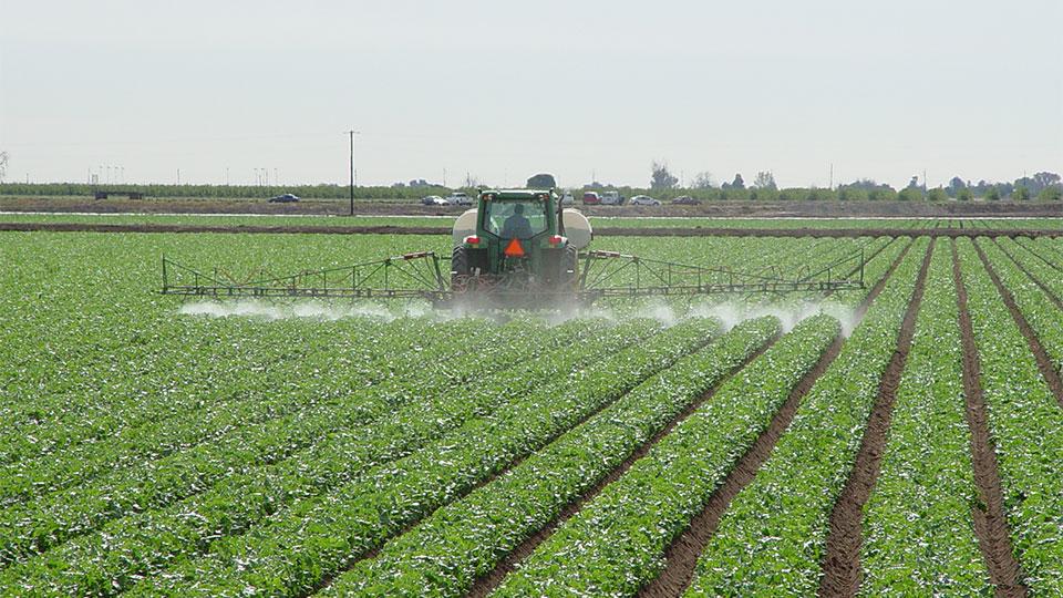pesticide application on lettuce