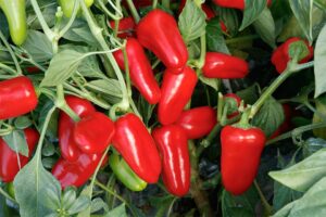 Ruby Delite (Sakata Seed America | Rupp Seeds)