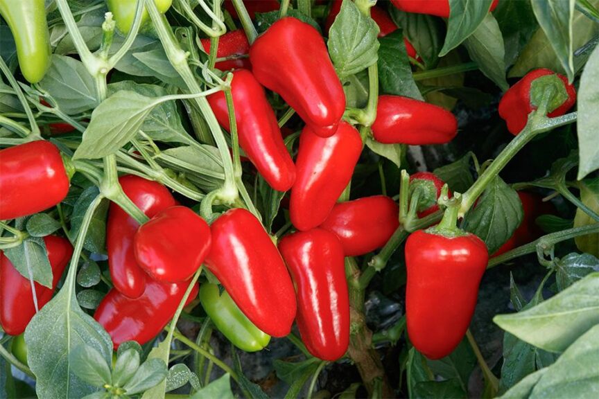 Ruby Delite (Sakata Seed America | Rupp Seeds)