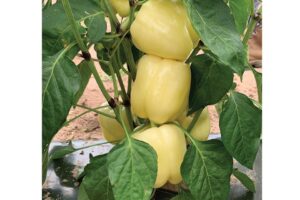 Valahia F1 (Pure Line Seeds, Inc. | Harris Seeds/Garden Trends, Inc)