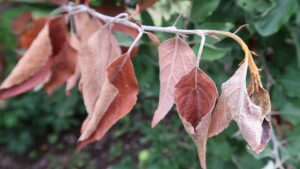 The Right Combination Can Limit Shoot Blight in Tree Fruit