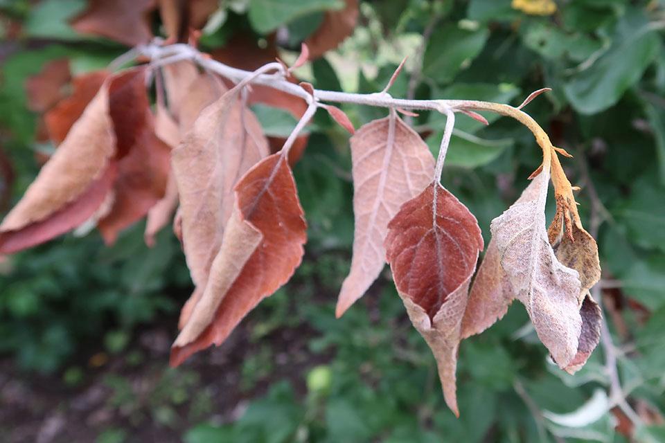 shoot blight symptoms