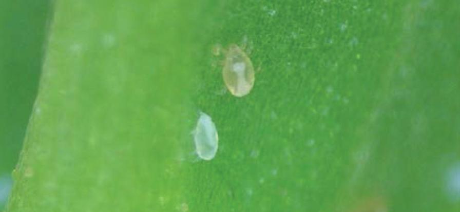 Adult broad mites