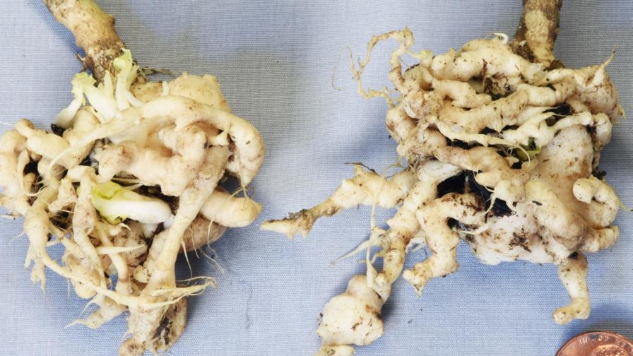 Broccoli clubroot disease symptoms
