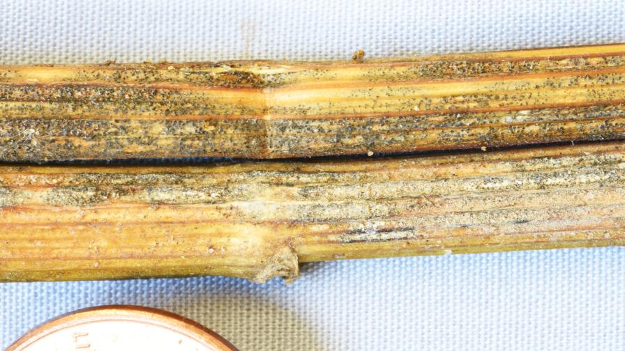 Late blight of celery symptoms