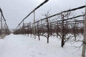 Stop 3: Newroyal Orchards