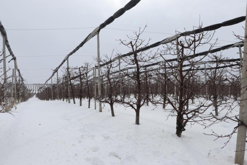 Stop 3: Newroyal Orchards