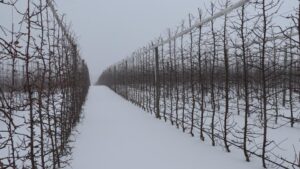 The ‘Surprising’ Winter 2026-2027 Outlook from Farmers’ Almanac