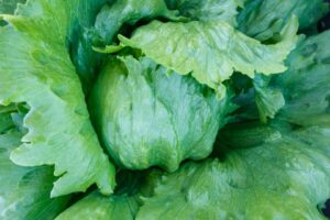 Iceman (Sakata Seed America)