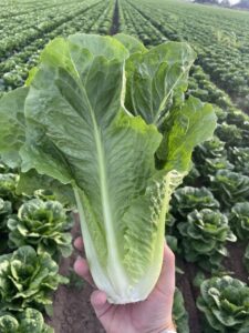 Lassen (Pinnacle Seed Inc., Garden Trends Inc DBA Harris Seeds)