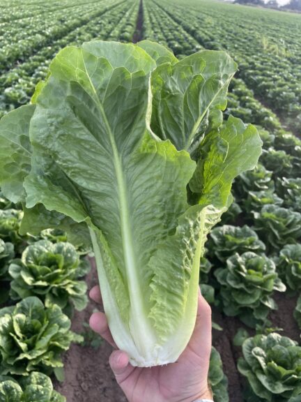 Lassen (Pinnacle Seed Inc., Garden Trends Inc DBA Harris Seeds)