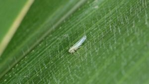 6 Emerging Vegetable Pests To Watch Out For