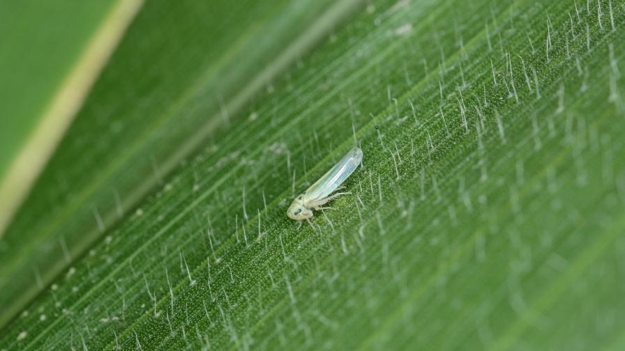 6 Emerging Vegetable Pests To Watch Out For