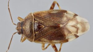 What Good Bugs are Best? The Most Valuable Insect Predators for Your Orchard