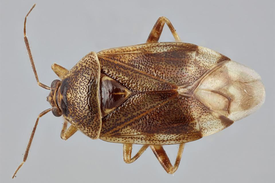 Deraeocoris close-up