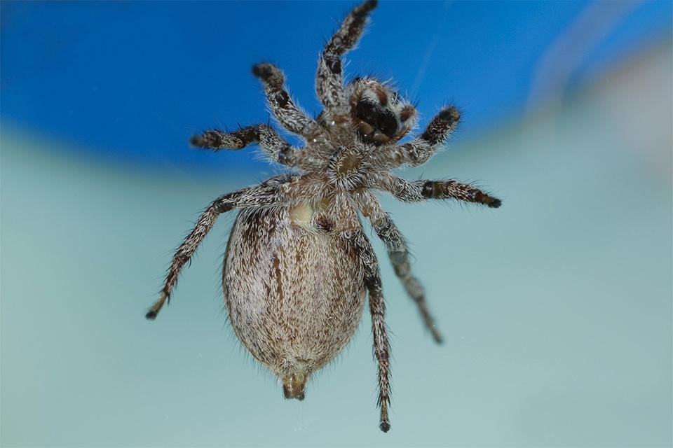 Jumping spider closeup