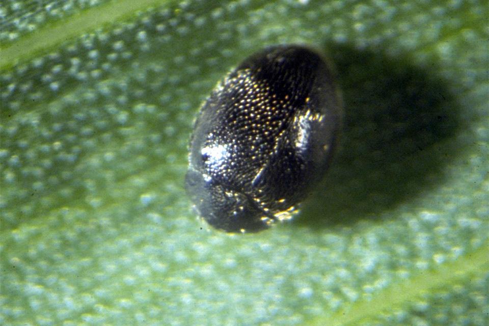 Stethorus spider mite destroyer closeup