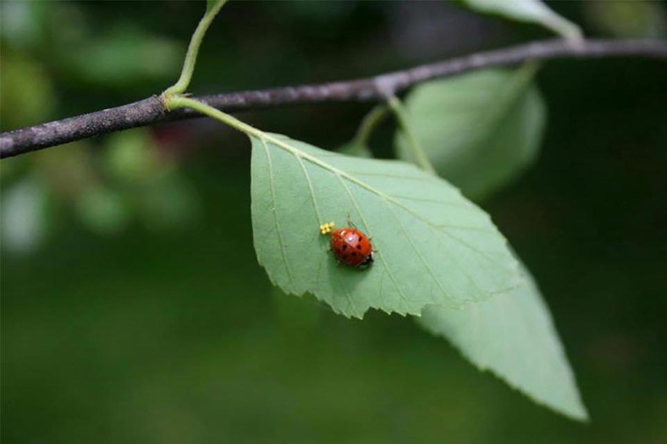 Lady beetle on a leaf