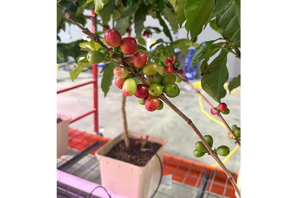 Coffee plant fruit at Big Guns Coffee
