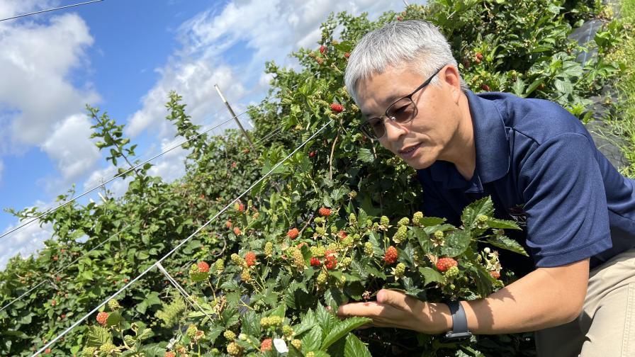 Thornless, Disease-Resistant, Tastier Blackberries on the Way