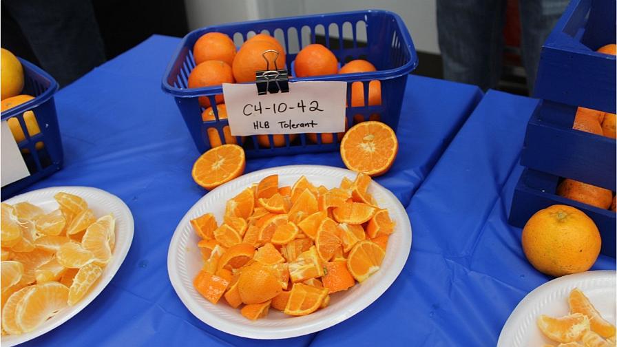 C4-10-42_mandarin hybrid on display