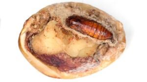 The Time is ‘NOW’ for Navel Orangeworm Sprays
