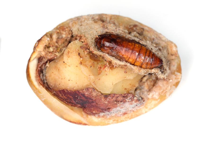 The Time is ‘NOW’ for Navel Orangeworm Sprays