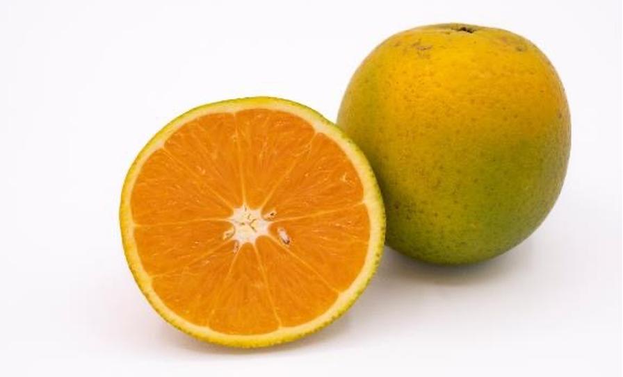 Varieties & Rootstocks Archives - Growing Produce