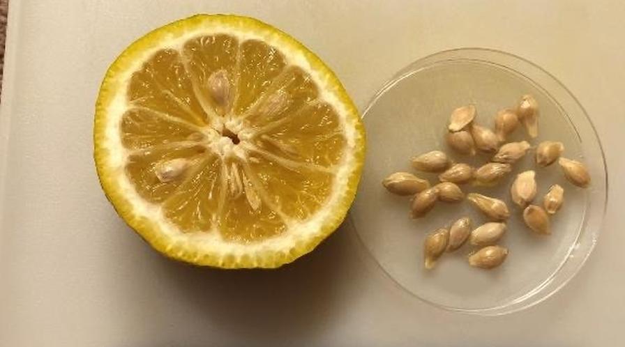 Orange 14 rootstock in detail