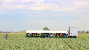 Rising H-2A Costs Remain a Big Labor Pain for Farmers
