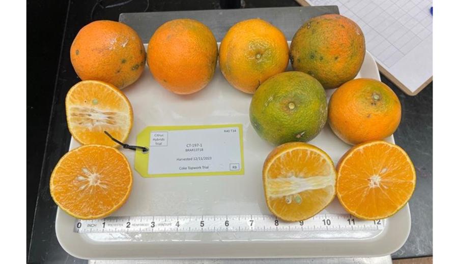 RBA 13-18 Mandarin hybrid on display