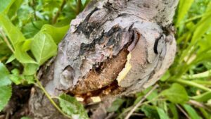 Best Practices for How To Handle Rapid Apple-Tree Decline