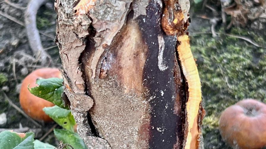 exposed rootstock shank courtesy of rapid apple-tree decline