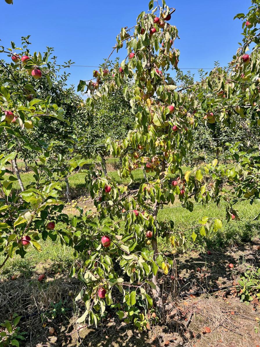 Symptoms of rapid apple-tree decline