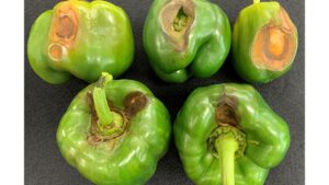 Pepper Anthracnose Is on the Move – What Growers Should Know