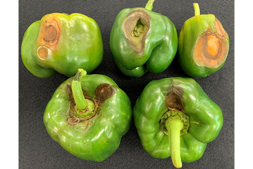 Pepper Anthracnose Is on the Move – What Growers Should Know