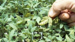 Emerging Vegetable Plant Diseases on the Rise