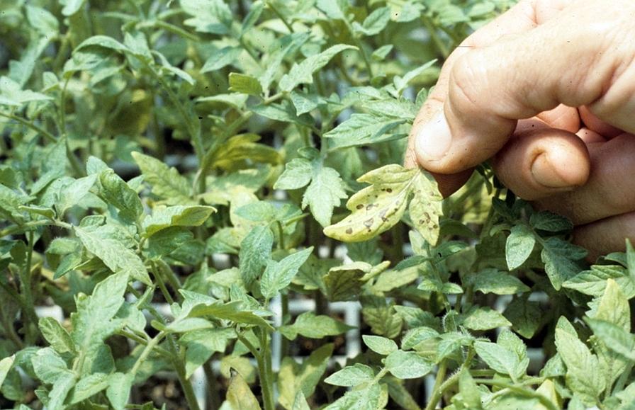 Emerging Vegetable Plant Diseases on the Rise