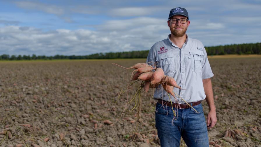 Sweet Potato Grows Into the Official Vegetable of Mississippi