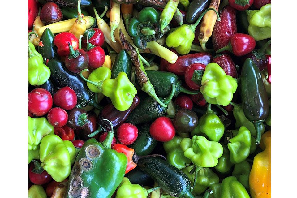 mixed peppers vulnerable to anthracnose showing symptoms