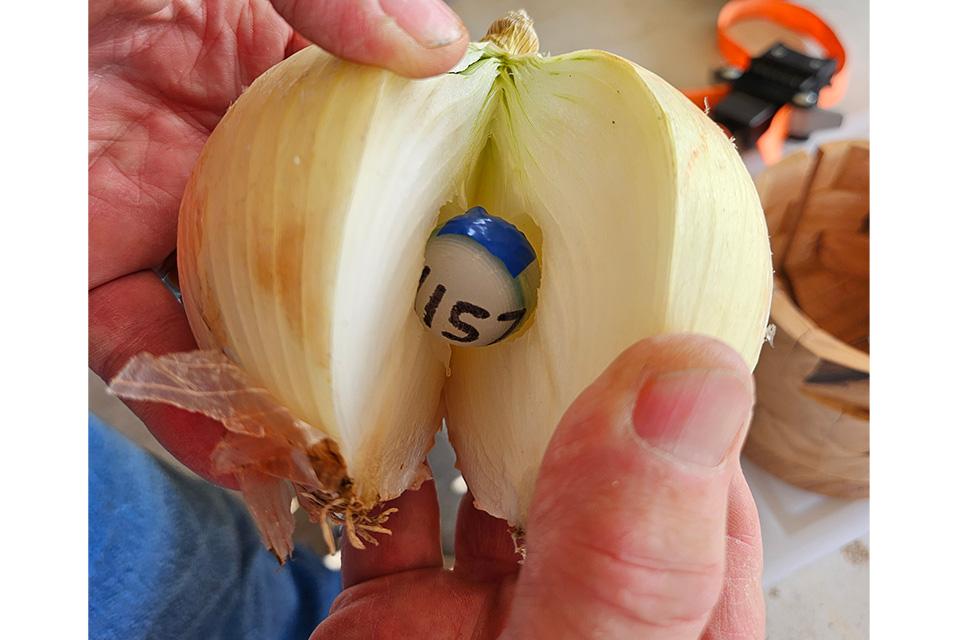Inside look at onion experiment