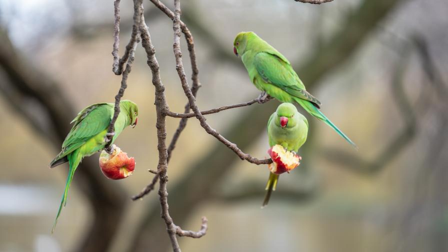 parrots feasting on tree fruit