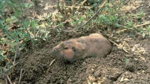 Keeping Gophers Out of Your Fruit and Nut Orchards