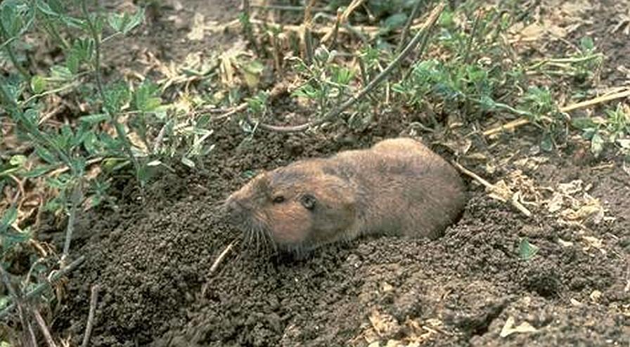 Keeping Gophers Out of Your Fruit and Nut Orchards