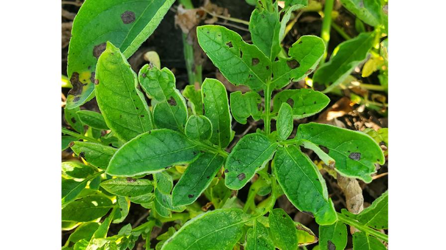 How To Manage Early Blight in Your Potato Crops