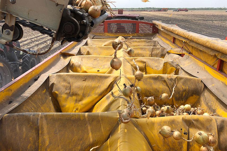 Larrington Trailer with bins catches falling onions