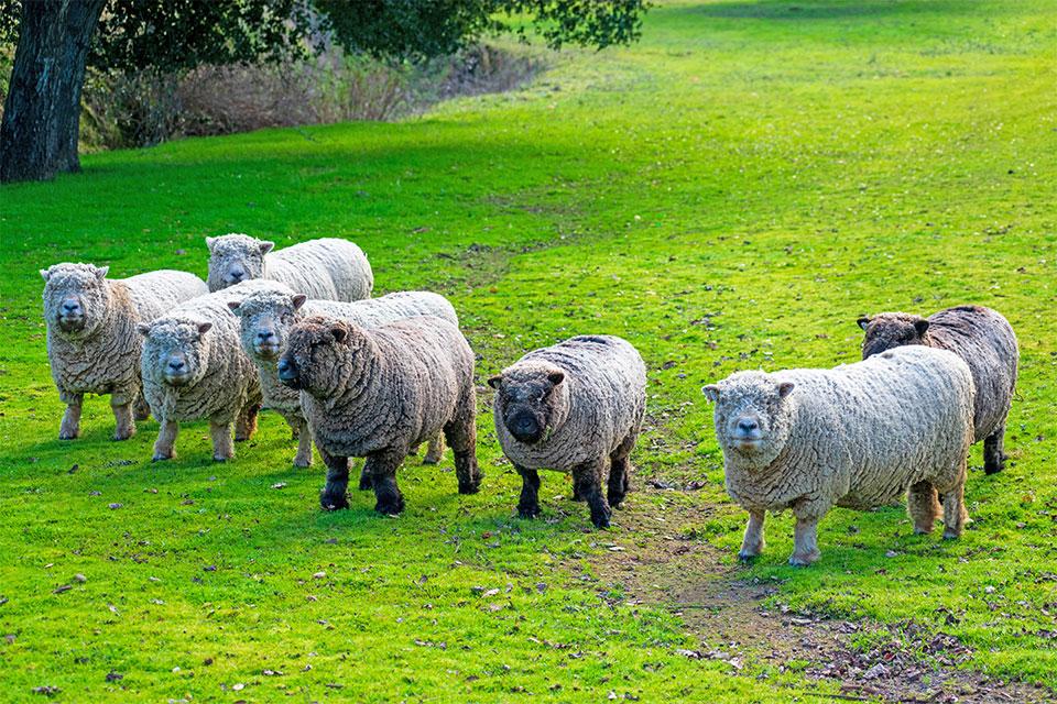 Babydoll Southdown Sheep